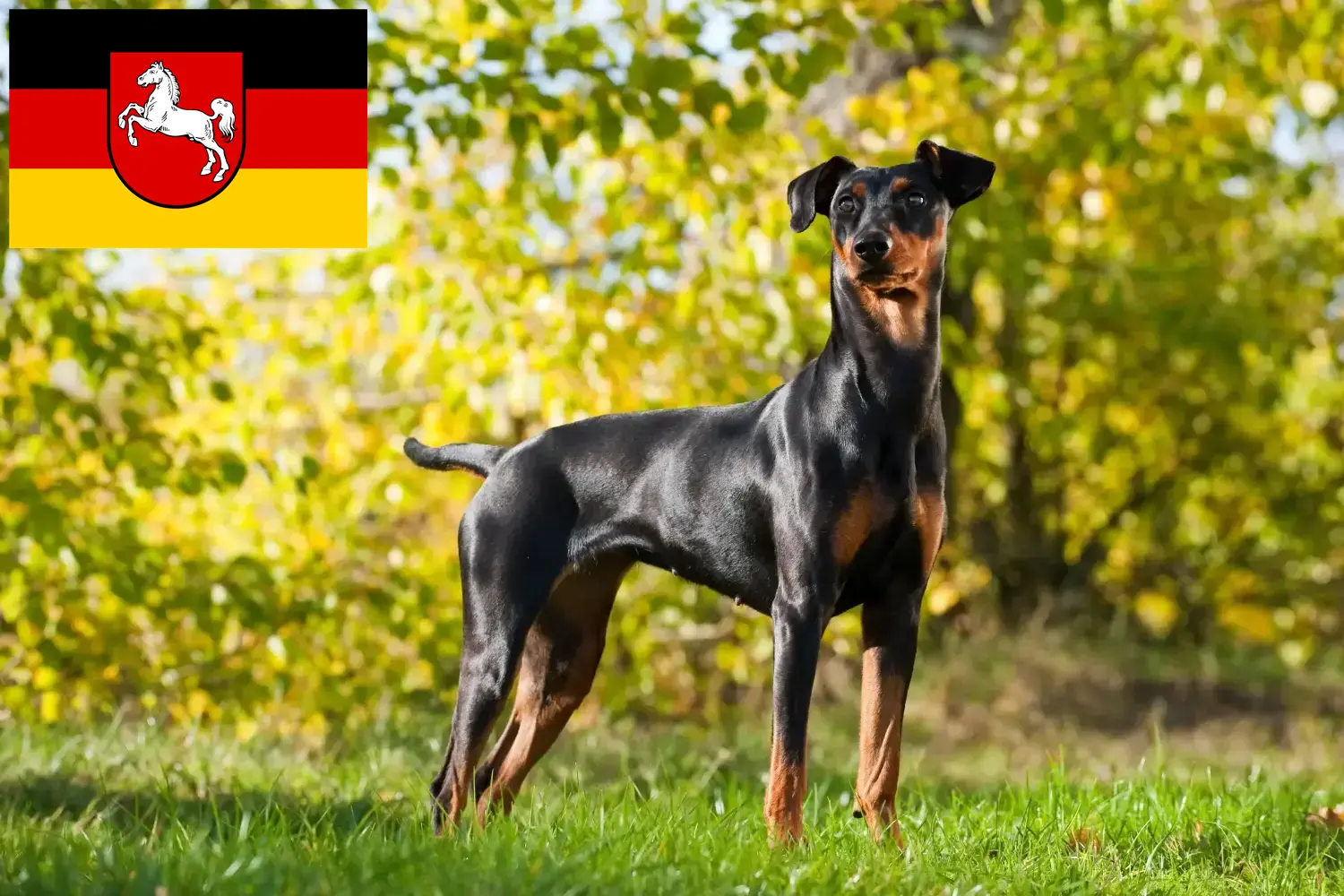 Read more about the article Német pinscher tenyésztők és kiskutyák Alsó-Szászországban