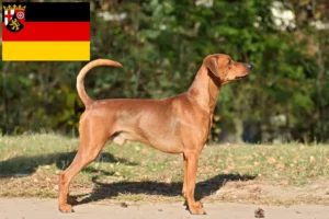 Read more about the article Német pinscher tenyésztők és kölykök Rajna-vidék-Pfalzban