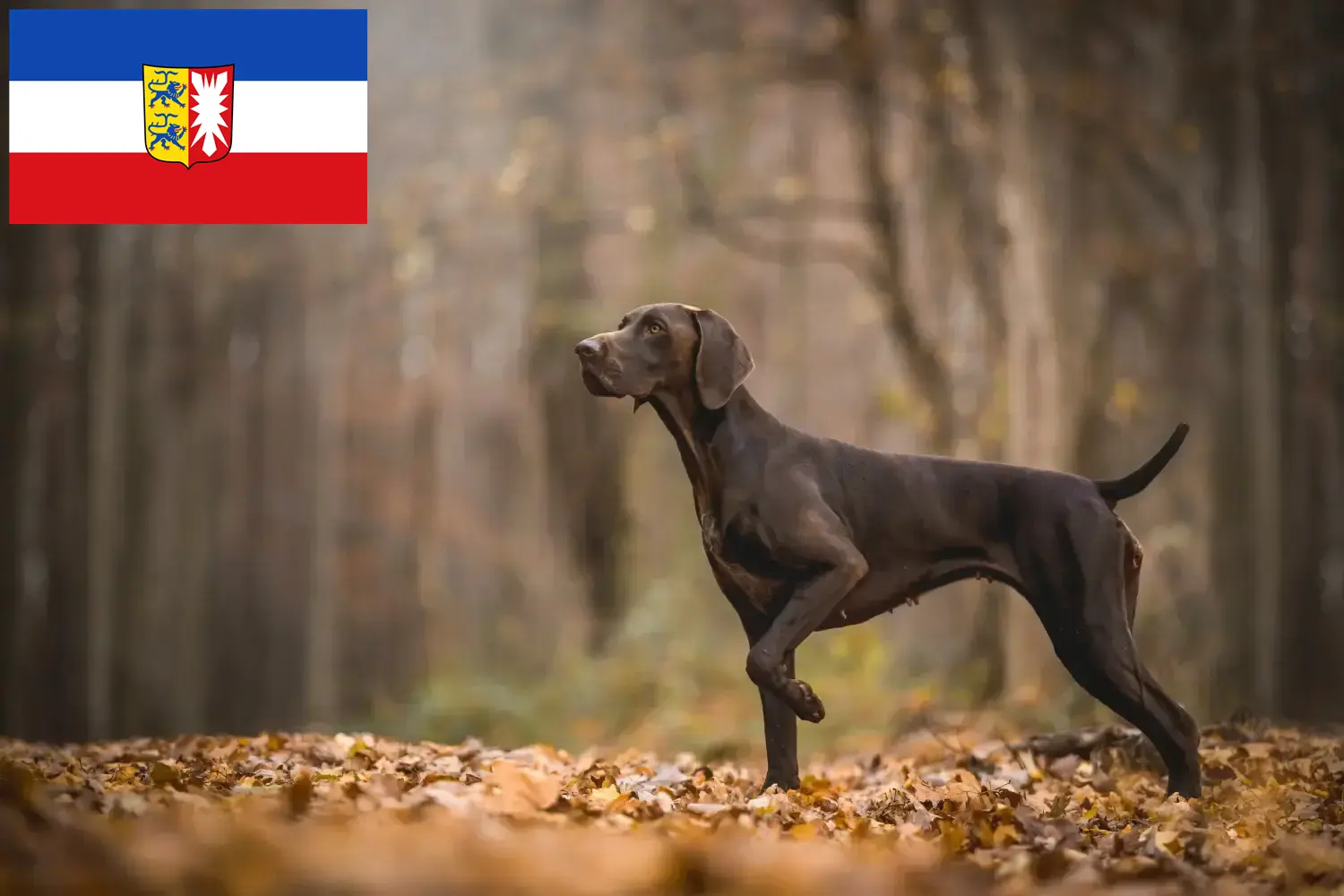 Read more about the article Német rövidszőrű tenyésztők és kiskutyák Schleswig-Holstein tartományban