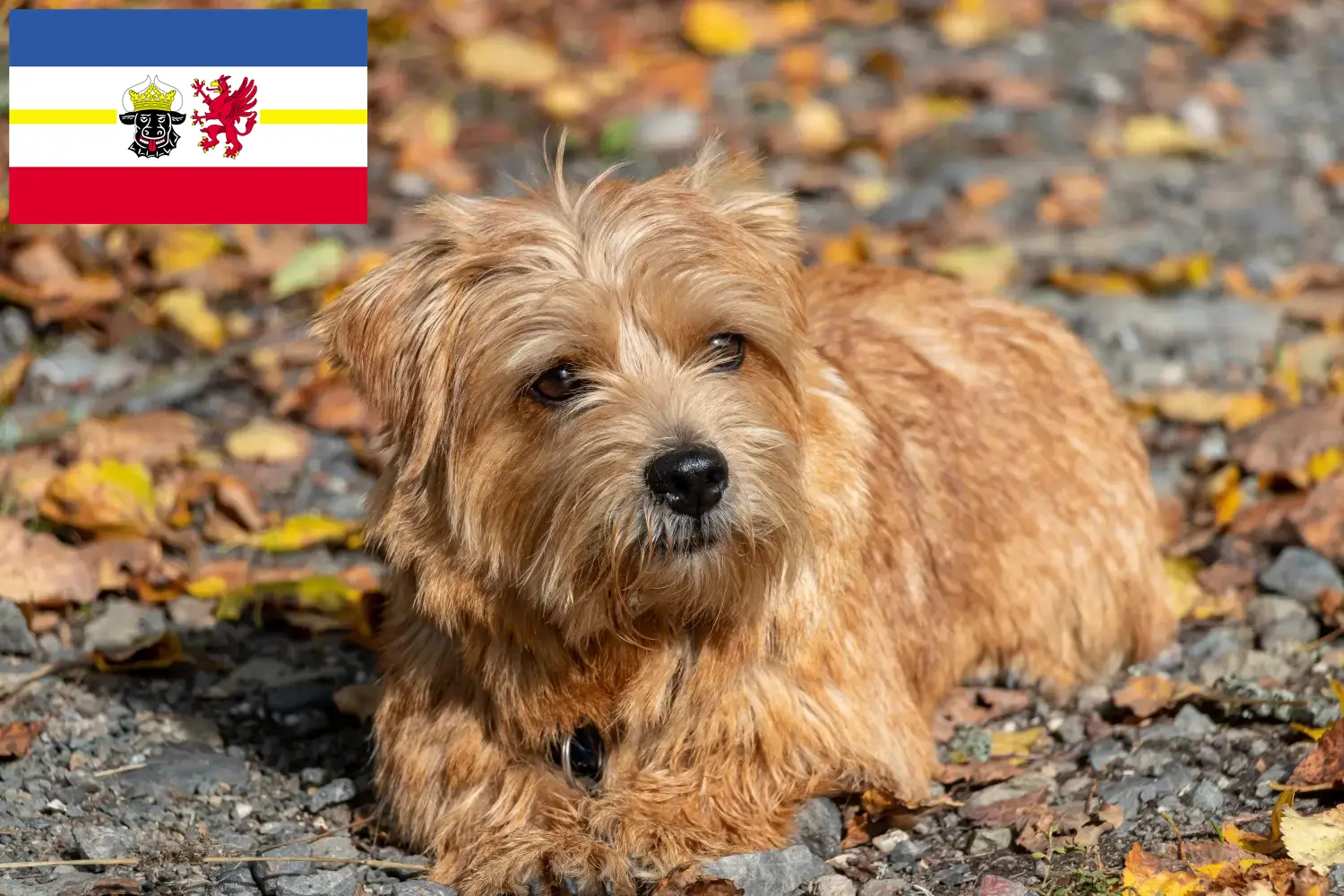 Read more about the article Norfolk terrier tenyésztők és kölykök Mecklenburg-Elő-Pomeránia tartományban