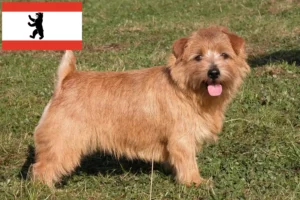 Read more about the article Norfolk terrier tenyésztők és kölykök Berlinben