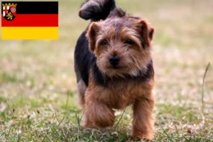Read more about the article Norfolk terrier tenyésztők és kölykök Rajna-vidék-Pfalzban