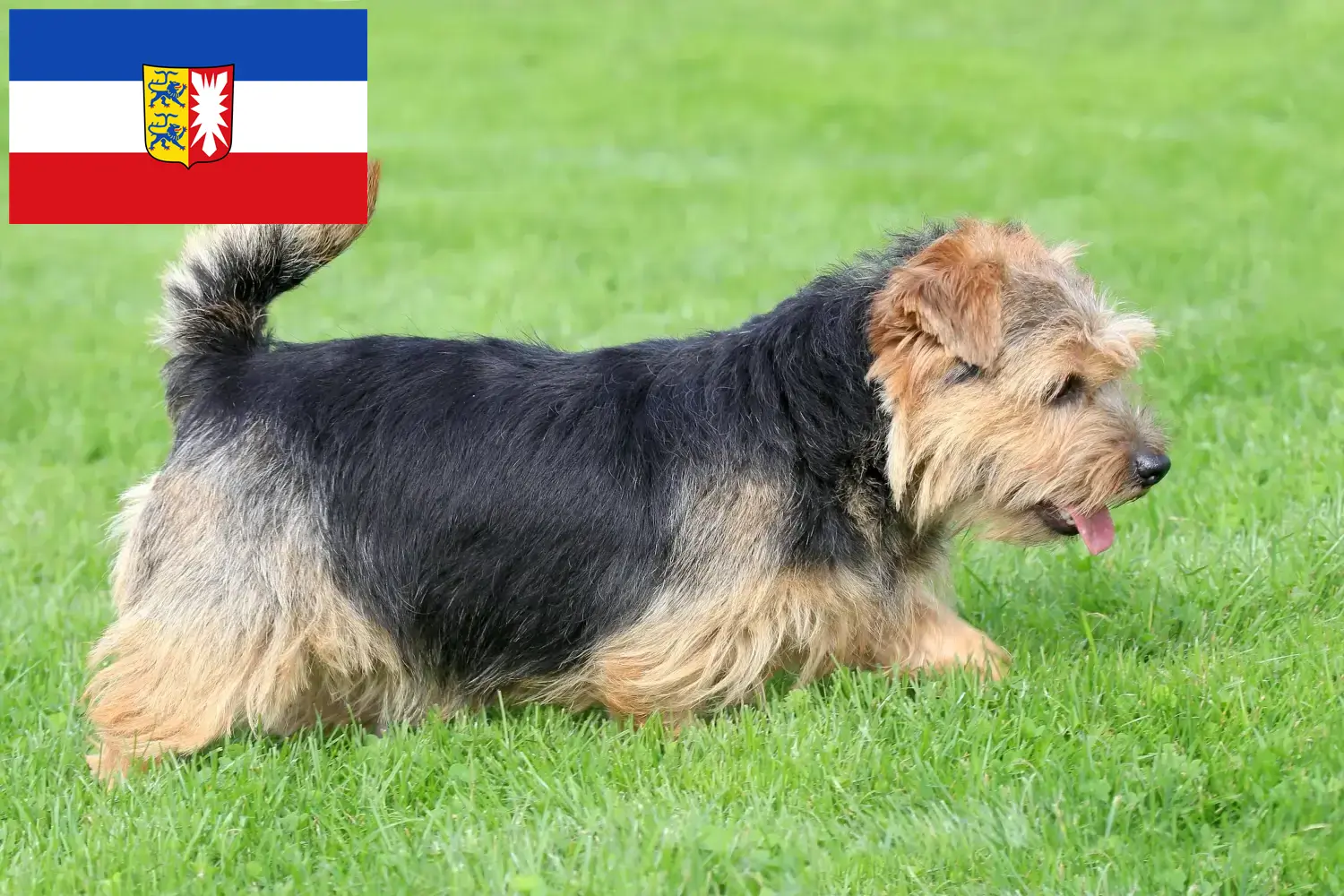 Read more about the article Norfolk terrier tenyésztők és kiskutyák Schleswig-Holstein tartományban