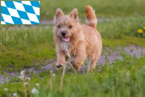 Read more about the article Norwich Terrier tenyésztők és kölykök Bajorországban