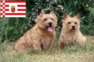 Read more about the article Norwich Terrier tenyésztők és kölykök Bréma-ban