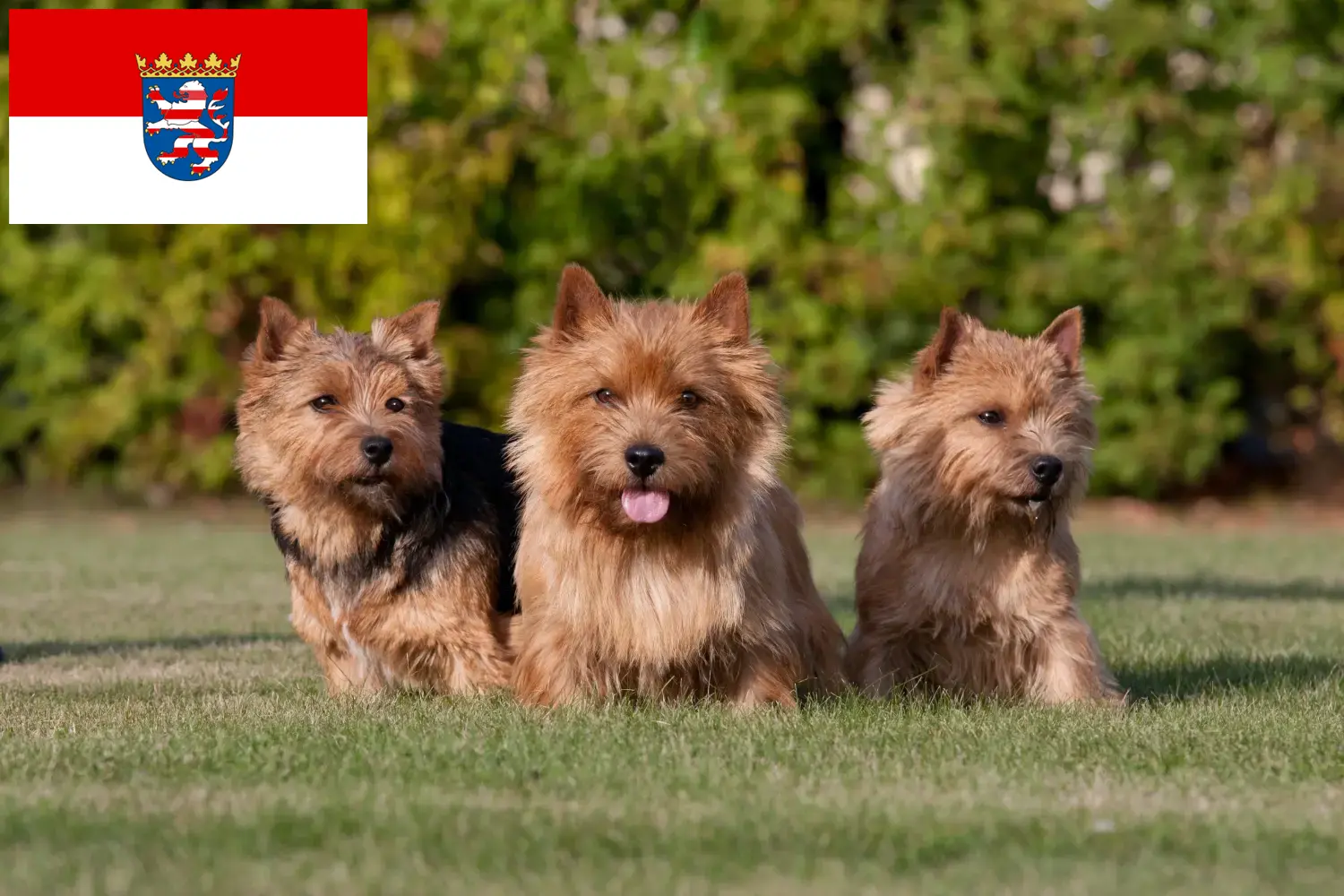 Read more about the article Norwich Terrier tenyésztők és kölykök Hessenben