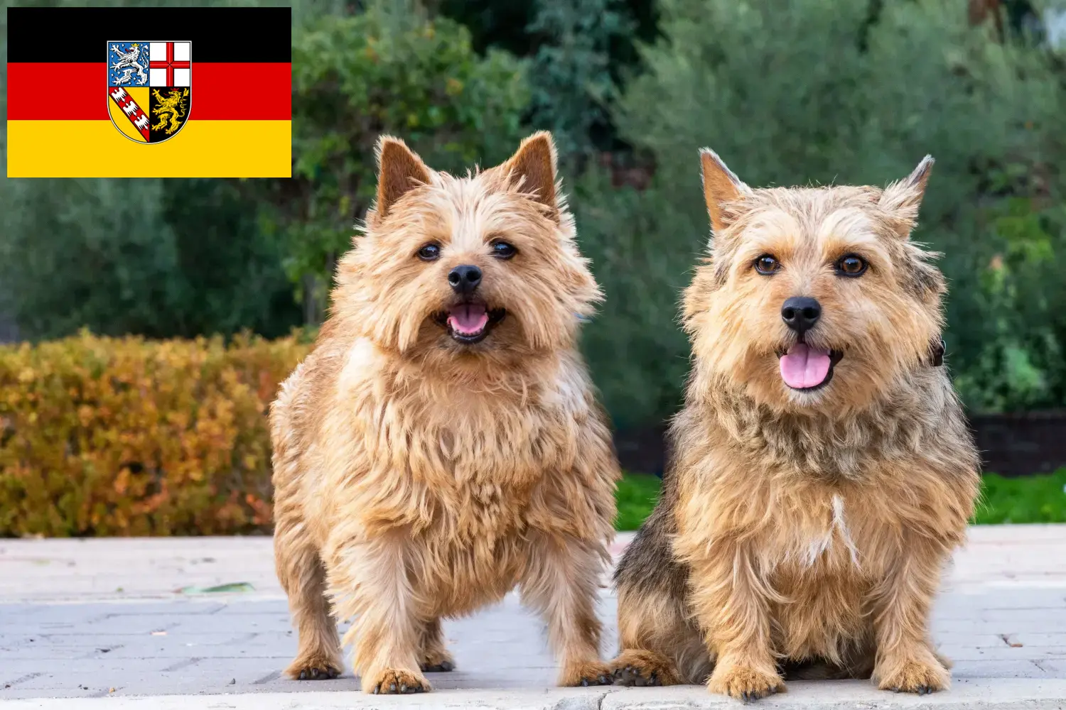 Read more about the article Norwich Terrier tenyésztők és kölykök Saarlandban