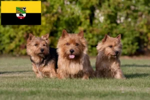 Read more about the article Norwich Terrier tenyésztők és kölykök Szász-Anhaltban