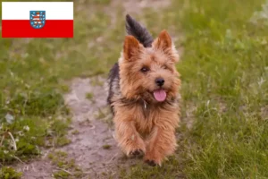 Read more about the article Norwich Terrier tenyésztők és kölykök Türingiában