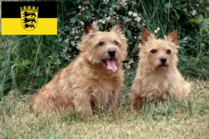 Read more about the article Norwich Terrier tenyésztők és kölykök Baden-Württembergben