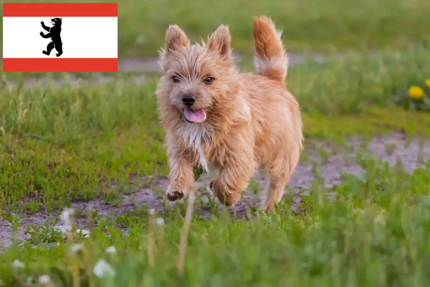 Read more about the article Norwich Terrier tenyésztők és kölykök Berlinben