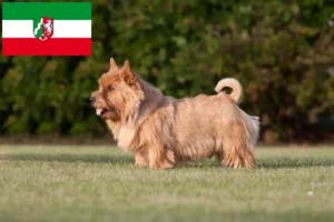 Read more about the article Norwich Terrier tenyésztők és kiskutyák Észak-Rajna-Vesztfália területén