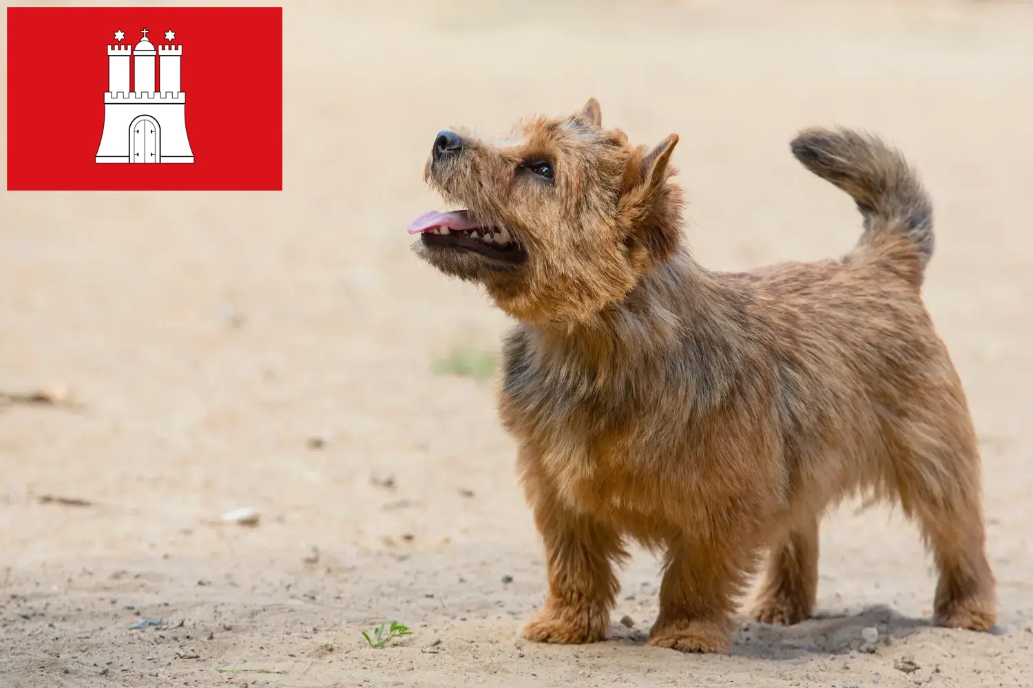 Read more about the article Norwich Terrier tenyésztők és kölykök Hamburgban