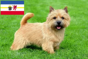 Read more about the article Norwich Terrier tenyésztők és kölykök Mecklenburg-Vorpommern területén