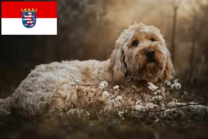 Read more about the article Otterhund tenyésztők és kölykök Hessenben