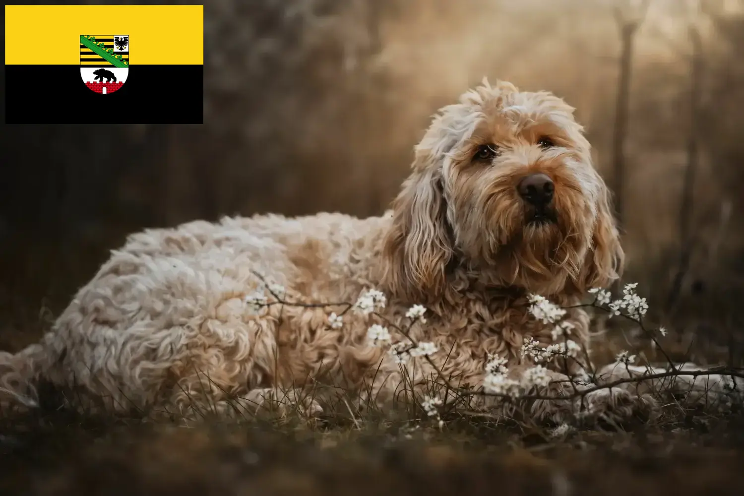 Read more about the article Otterhund tenyésztők és kölykök Szász-Anhaltban