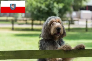 Read more about the article Otterhund tenyésztők és kölykök Türingiában