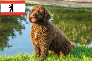 Read more about the article Perro de Agua Español tenyésztők és kiskutyák Berlinben