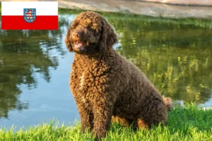 Read more about the article Perro de Agua Español tenyésztők és kölykök Türingiában