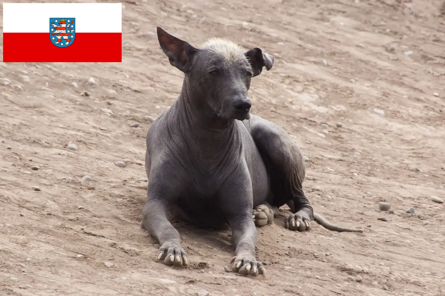 Read more about the article Perui szőrtelen kutya tenyésztő és kölykök Türingiában