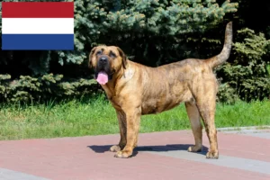 Read more about the article Presa Canario tenyésztők és kölykök Hollandiában