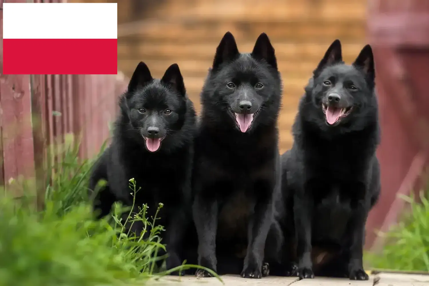 Read more about the article Schipperke tenyésztők és kölykök Lengyelországban