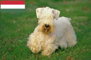 Read more about the article Sealyham terrier tenyésztők és kölykök Magyarországon