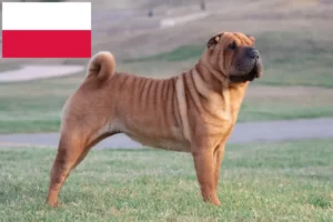 Read more about the article Shar Pei tenyésztők és kölykök Lengyelországban