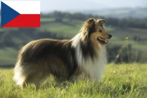 Read more about the article Sheltie tenyésztők és kölykök Csehországban