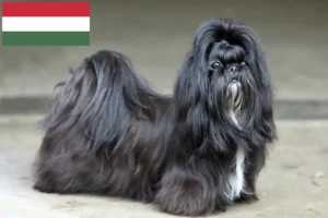 Read more about the article Shih Tzu tenyésztők és kiskutyák Magyarországon