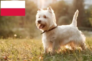 Read more about the article Westie tenyésztők és kiskutyák Lengyelországban