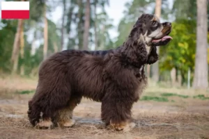 Read more about the article American Cocker Spaniel tenyésztők és kölykök Lengyelországban