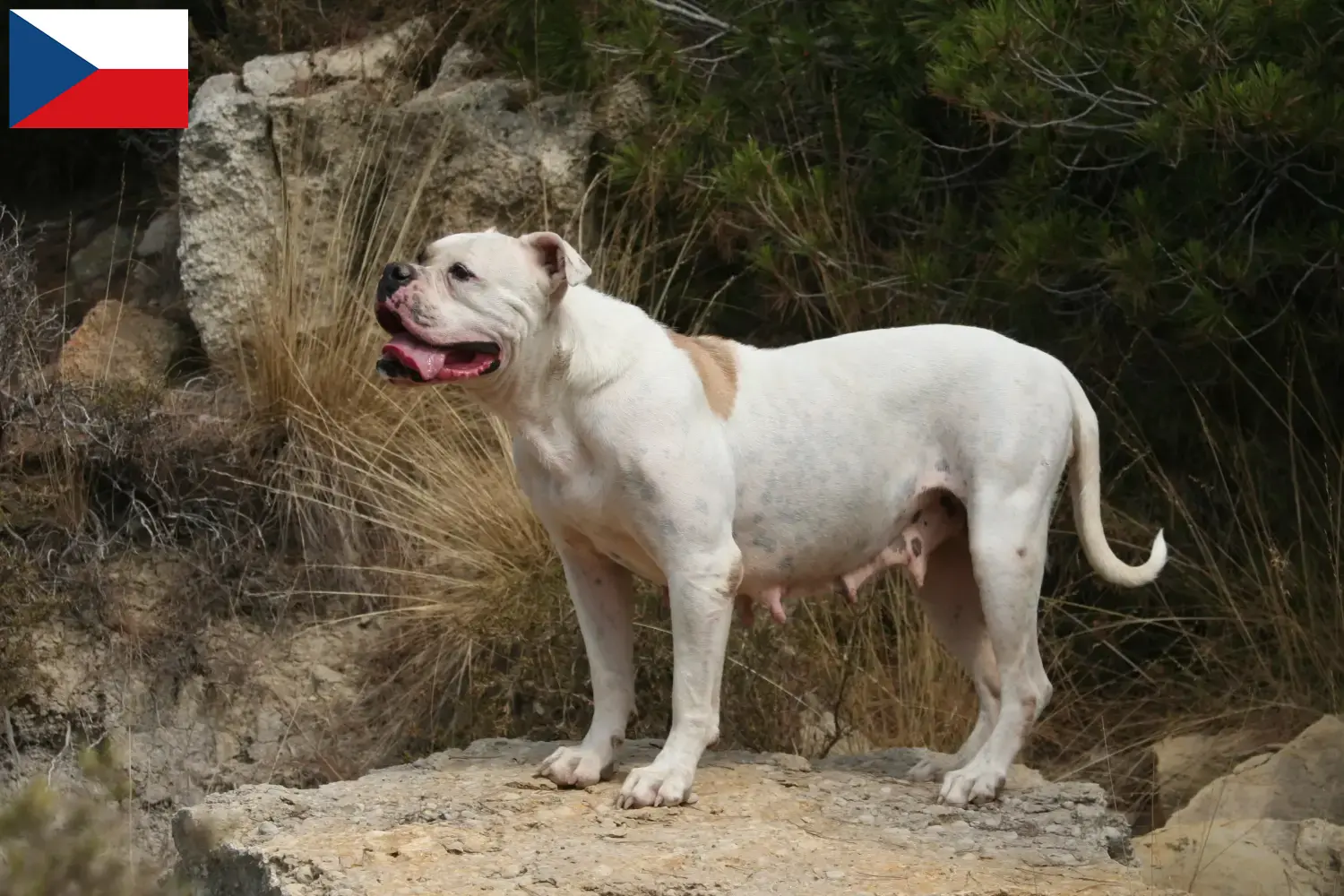 Read more about the article Amerikai bulldog tenyésztők és kölykök Csehországban