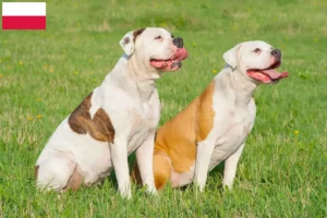 Read more about the article Amerikai bulldog tenyésztők és kölykök Lengyelországban