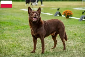 Read more about the article Ausztrál kelpie tenyésztők és kölykök Lengyelországban