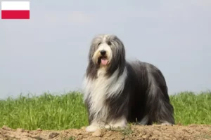 Read more about the article Bearded Collie tenyésztők és kölykök Lengyelországban