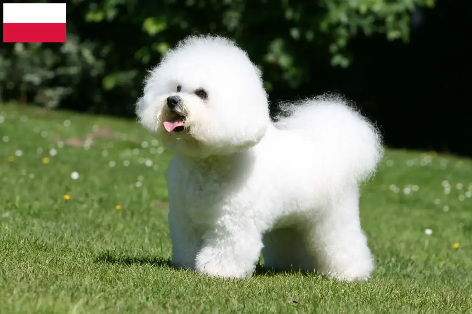 Read more about the article Bichon Frisé tenyésztők és kiskutyák Lengyelországban