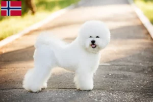 Read more about the article Bichon Frisé tenyésztők és kiskutyák Norvégiában