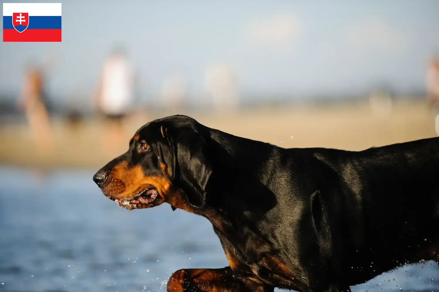 Read more about the article Black and Tan Coonhound tenyésztők és kölykök Szlovákiában