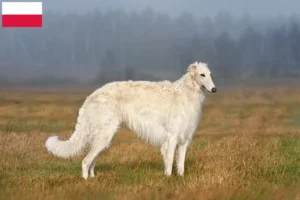 Read more about the article Borzoi tenyésztők és kölykök Lengyelországban