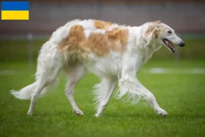 Read more about the article Borzoi tenyésztők és kölykök Ukrajnában