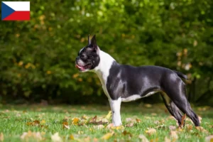 Read more about the article Boston terrier tenyésztők és kölykök Csehországban