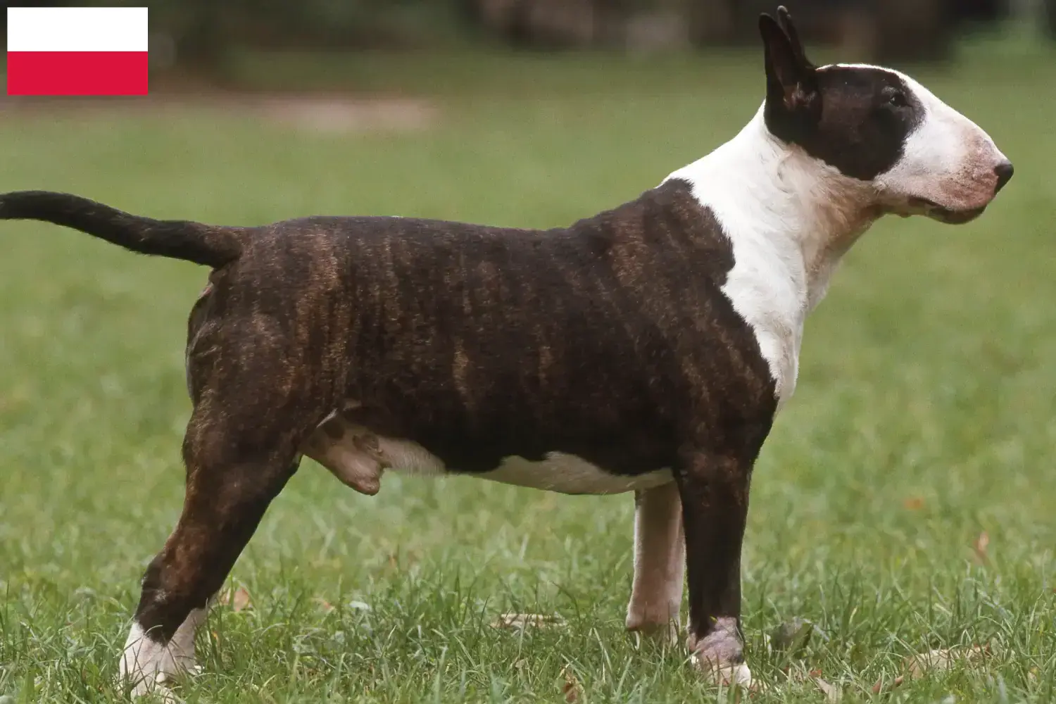 Read more about the article Bullterrier tenyésztők és kölykök Lengyelországban