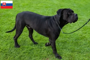 Read more about the article Cane Corso Italiano tenyésztők és kölykök Szlovákiában