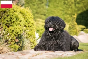 Read more about the article Cão de Agua português tenyésztők és kiskutyák Lengyelországban