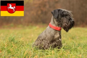 Read more about the article Cseh terrier tenyésztő és kiskutyák Alsó-Szászországban