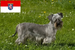 Read more about the article Cseh terrier tenyésztők és kiskutyák Hessenben