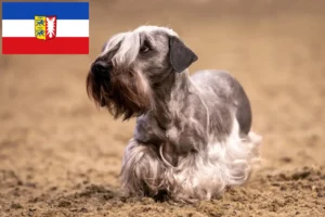 Read more about the article Cseh terrier tenyésztők és kiskutyák Schleswig-Holstein tartományban