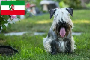 Read more about the article Cseh terrier tenyésztők és kiskutyák Észak-Rajna-Vesztfália területén