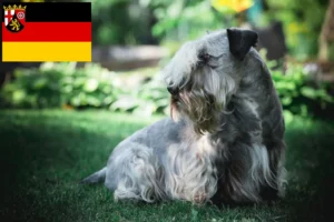 Read more about the article Cseh terrier tenyésztők és kiskutyák Rajna-vidék-Pfalzban